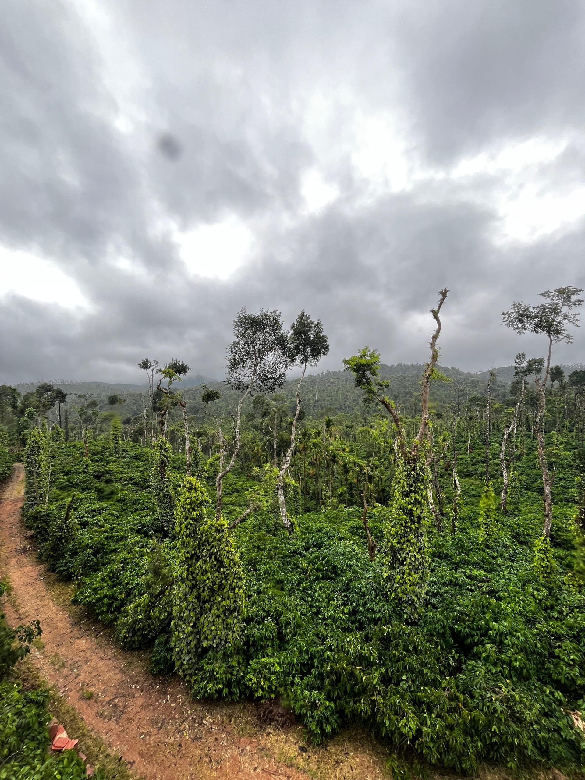 Chikmagalur Travel Guide: Misty Hills & Enchanting Coffee Country gallery image 1