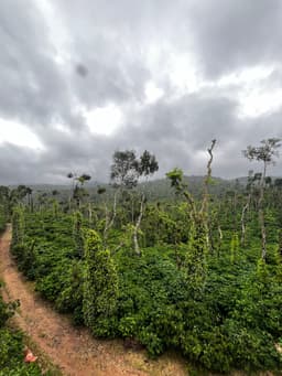 Chikmagalur Travel Guide: Misty Hills & Enchanting Coffee Country story thumbnail